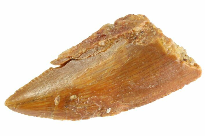Serrated Raptor Tooth - Real Dinosaur Tooth #332821